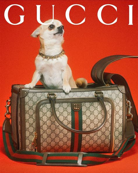 man met gucci pet|gucci pet collection youtube.